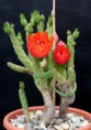 /album/opuntia/o-v-jpg/